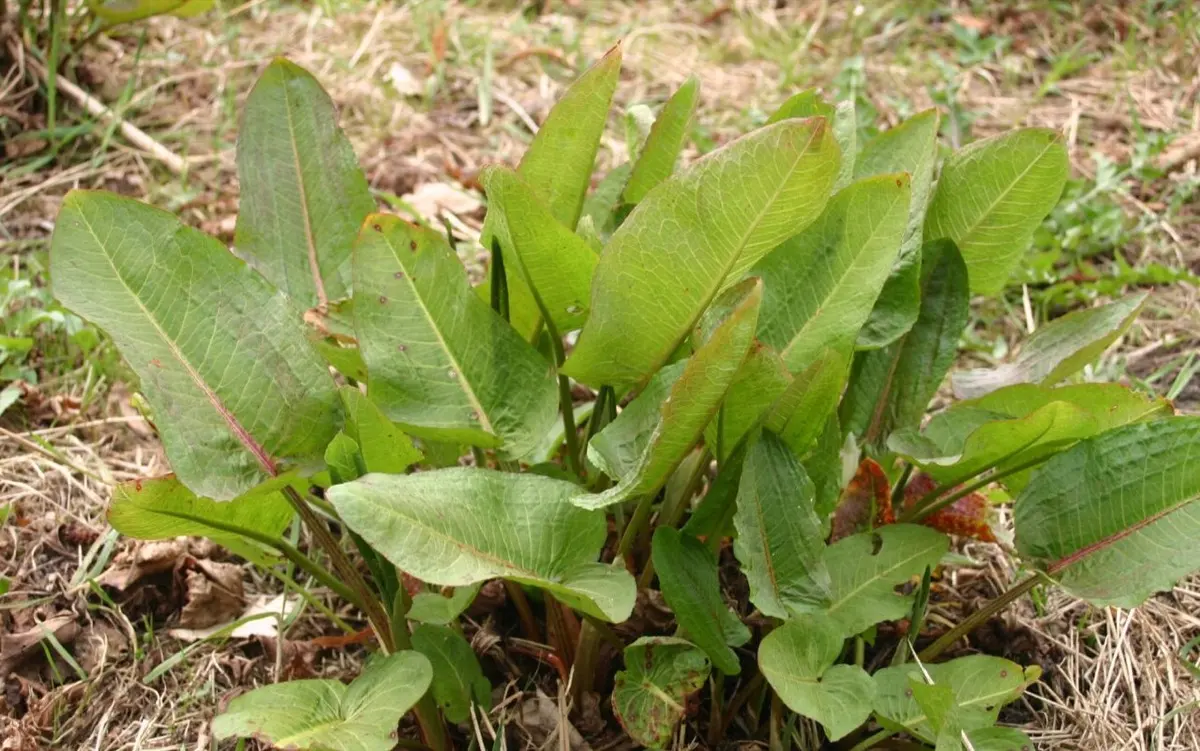 Rumex (Patience à feuilles obtuses / Oseille sauvage) - Rumex obtusifolius