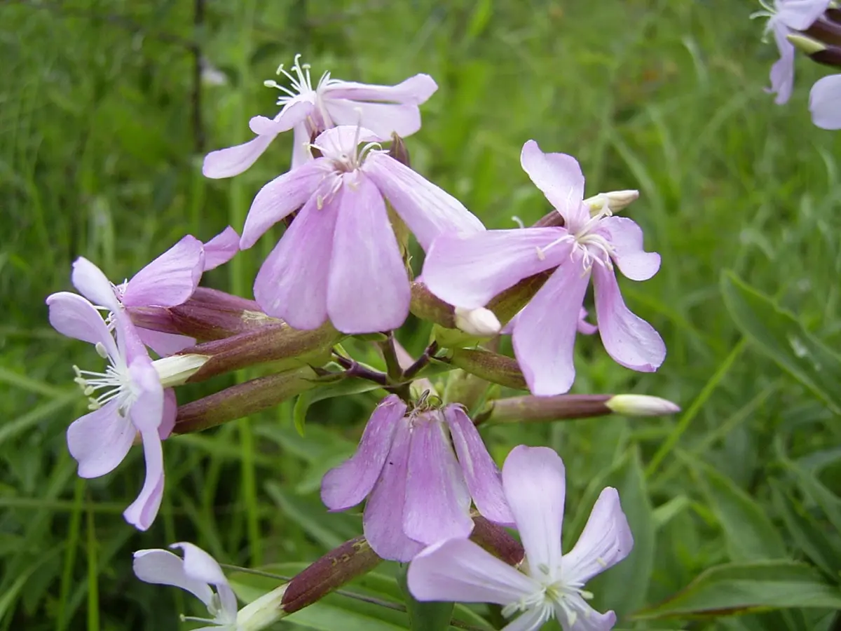 Saponaire officinale - Saponaria officinalis