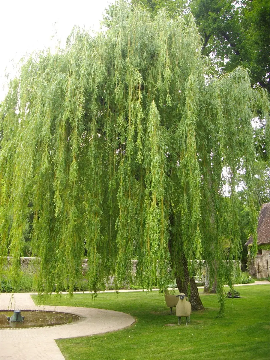 Saule pleureur - Salix babylonica