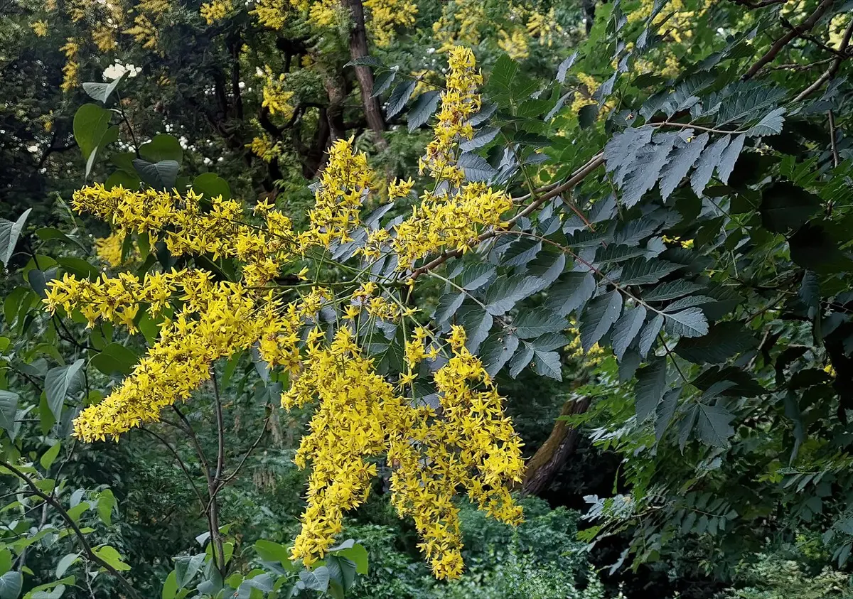 Savonnier - Koelreuteria paniculata