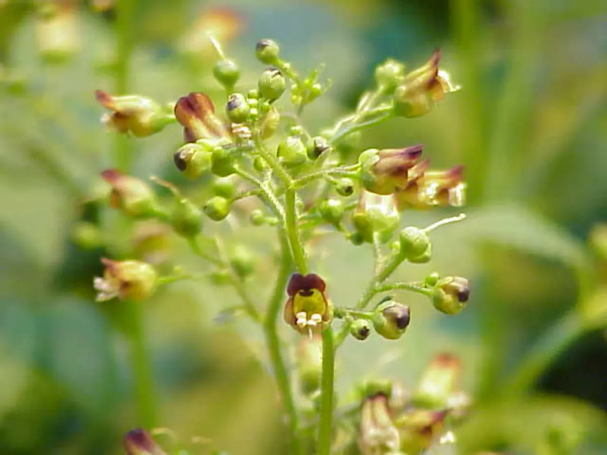 Scrophulaire noueuse - Scrophularia nodosa