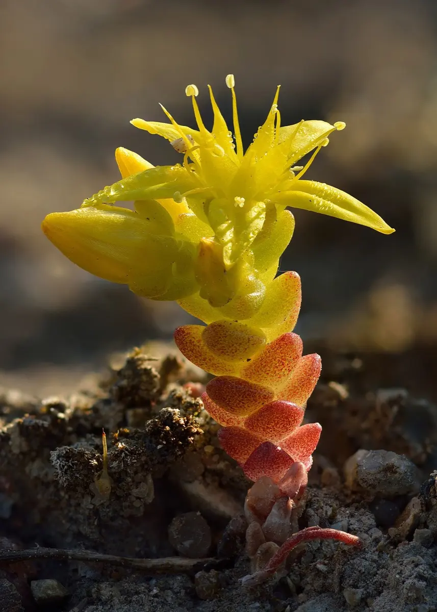 Sédum (Orpin âcre / Poivre de muraille) - Sedum acre