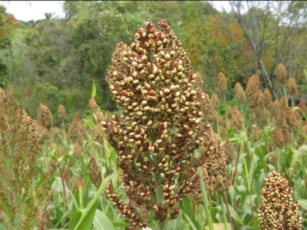 Sorgho (Jeunes pousses) - Sorghum bicolor