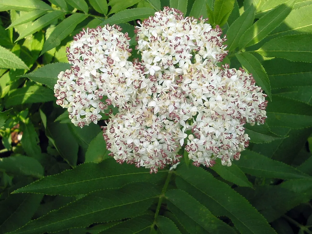 Sureau hièble (Petit Sureau) - Sambucus ebulus
