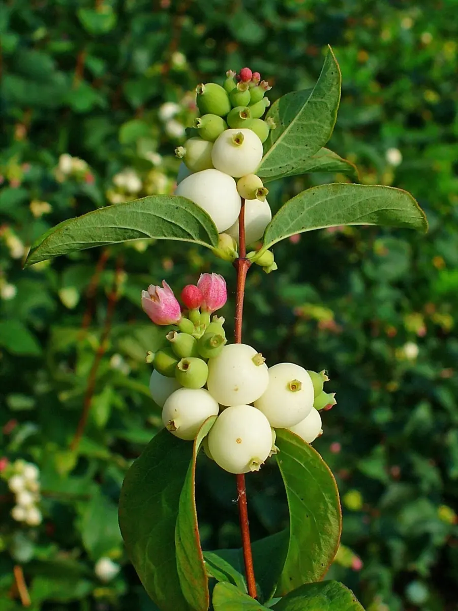 Symphorine (Arbre aux perles) - Symphoricarpos albus