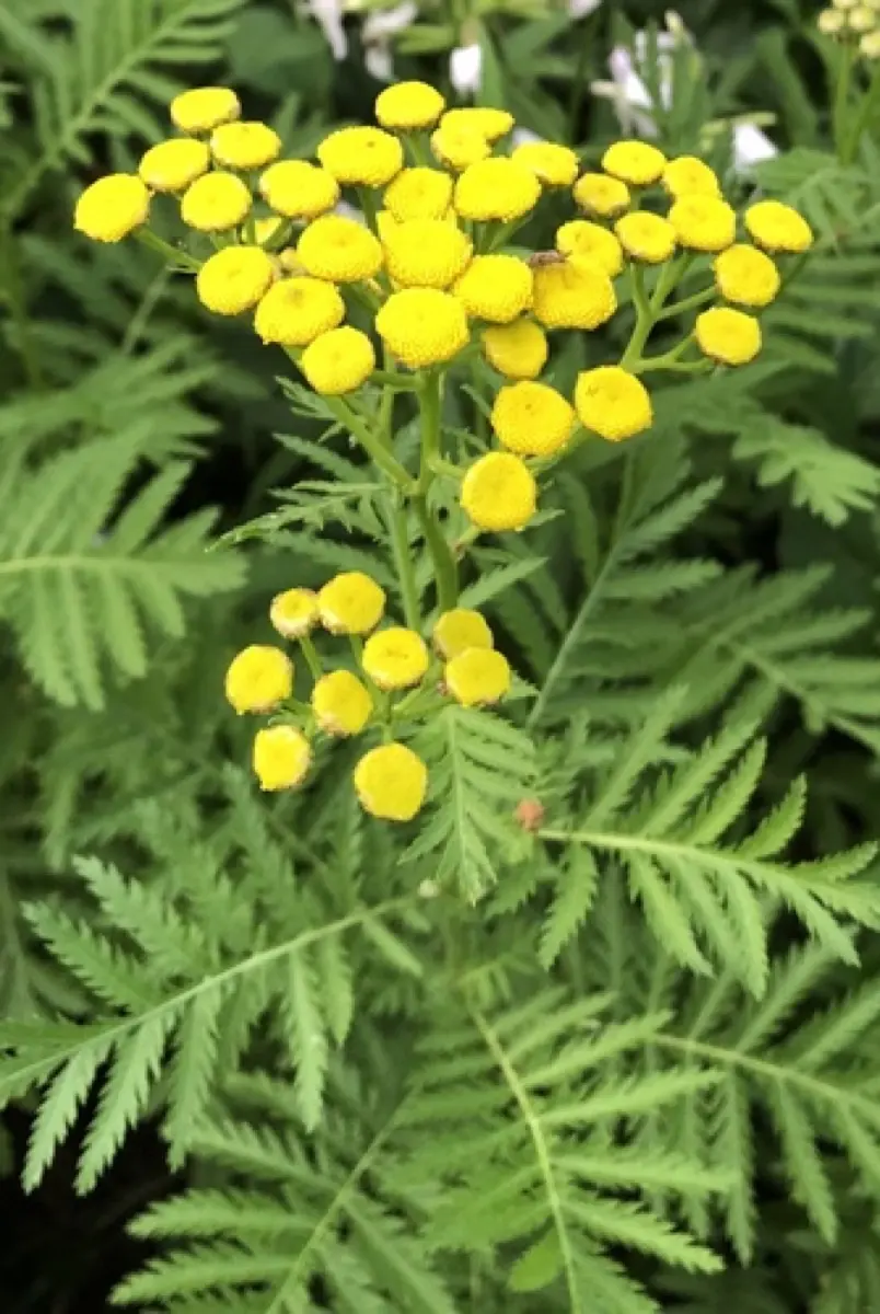 Tanaisie commune - Tanacetum vulgare