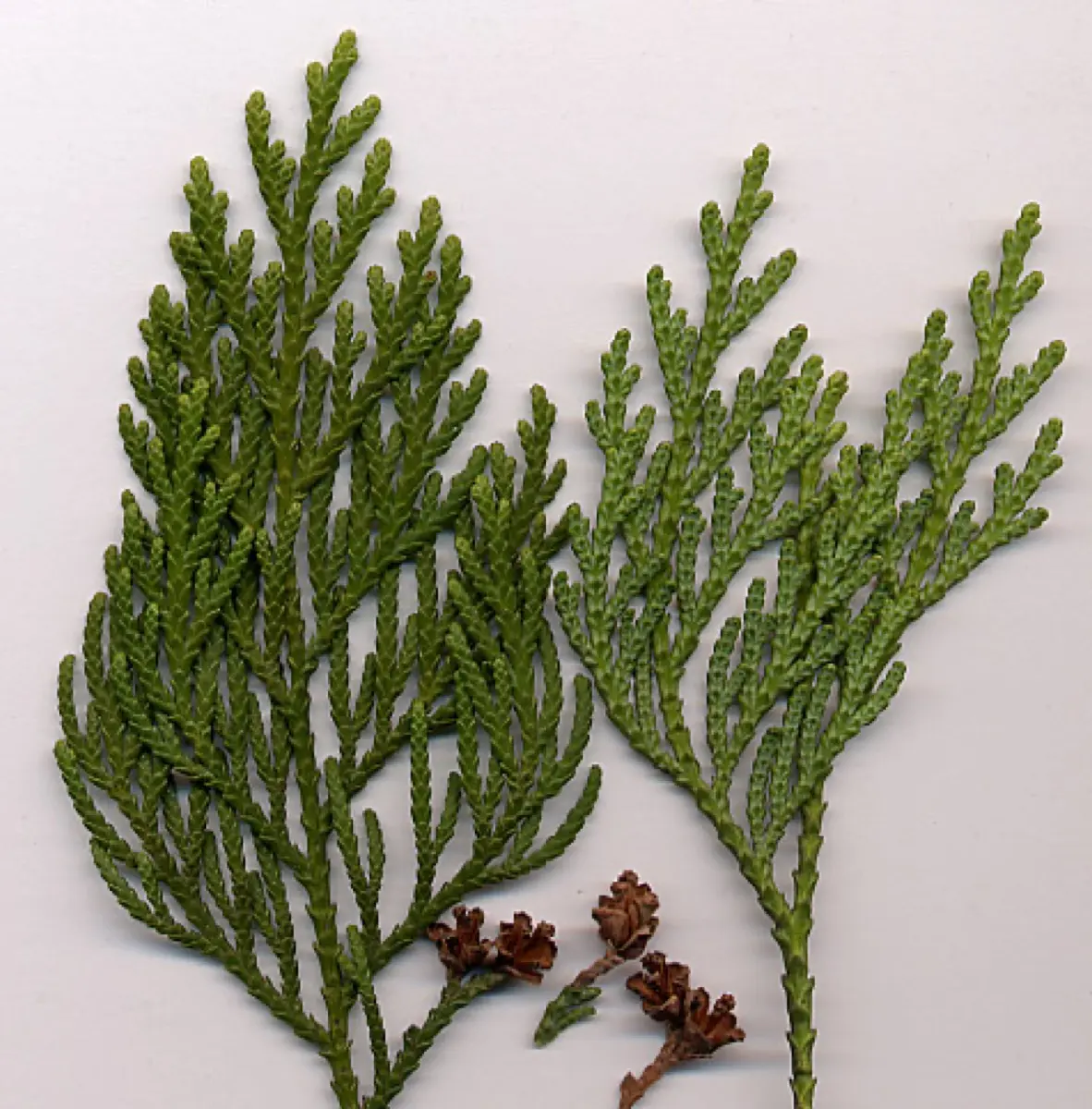 Thuya - Thuja