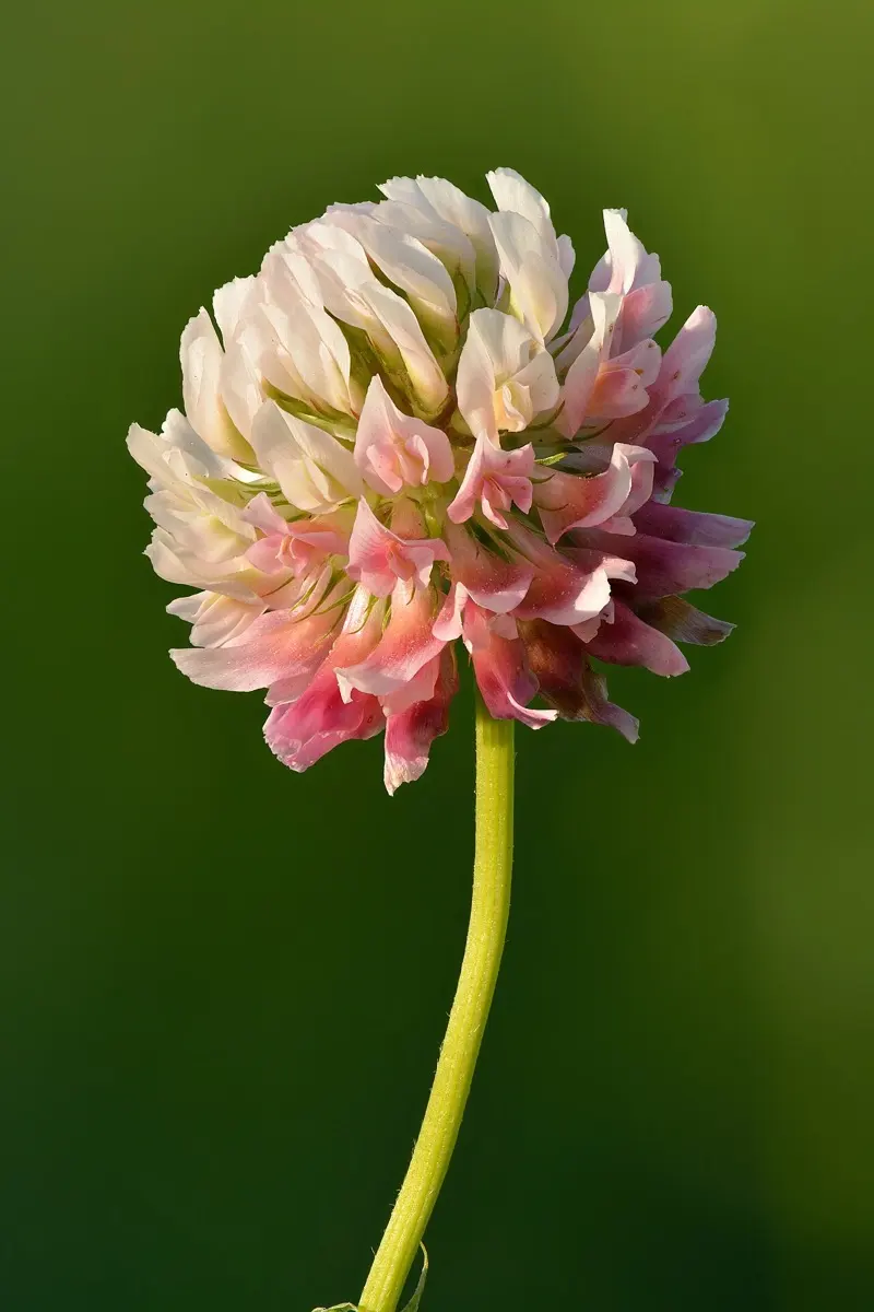 Trèfle hybride (Trèfle d'Alsace / de Suède) - Trifolium hybridum