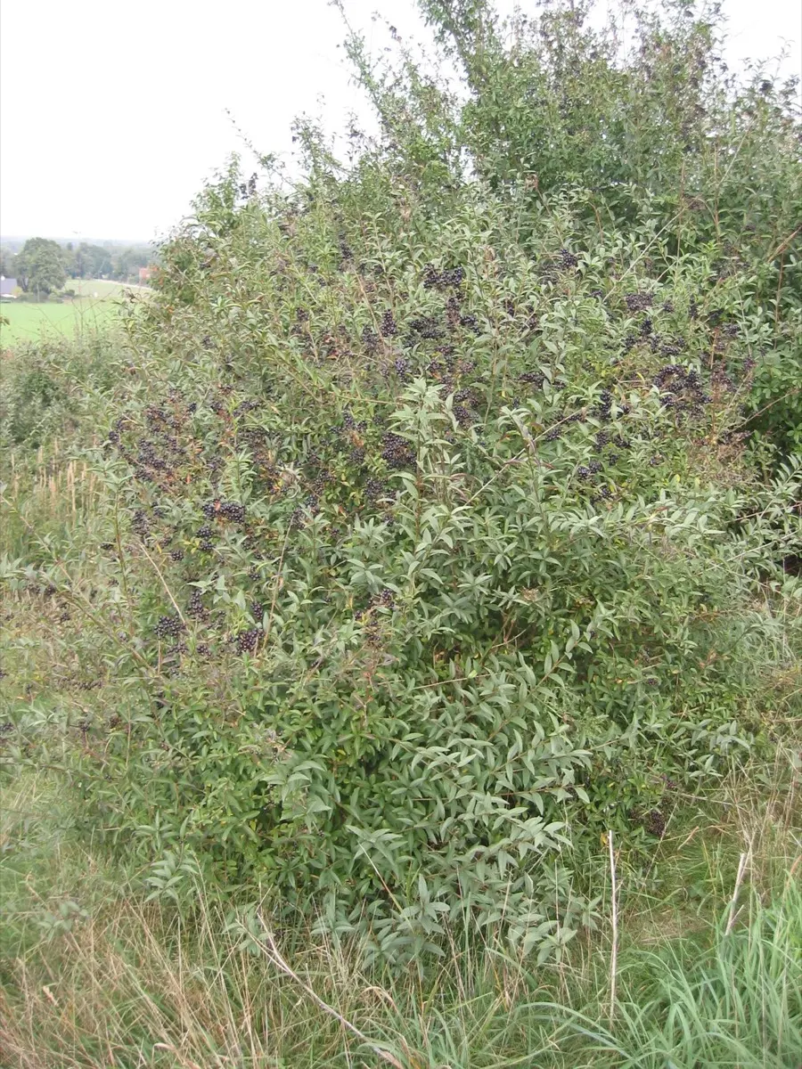 Troène commun - Ligustrum vulgare