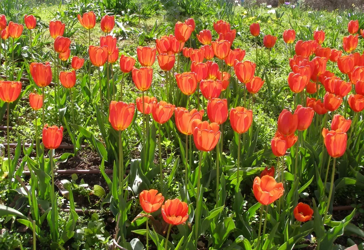 Tulipe - Tulipa