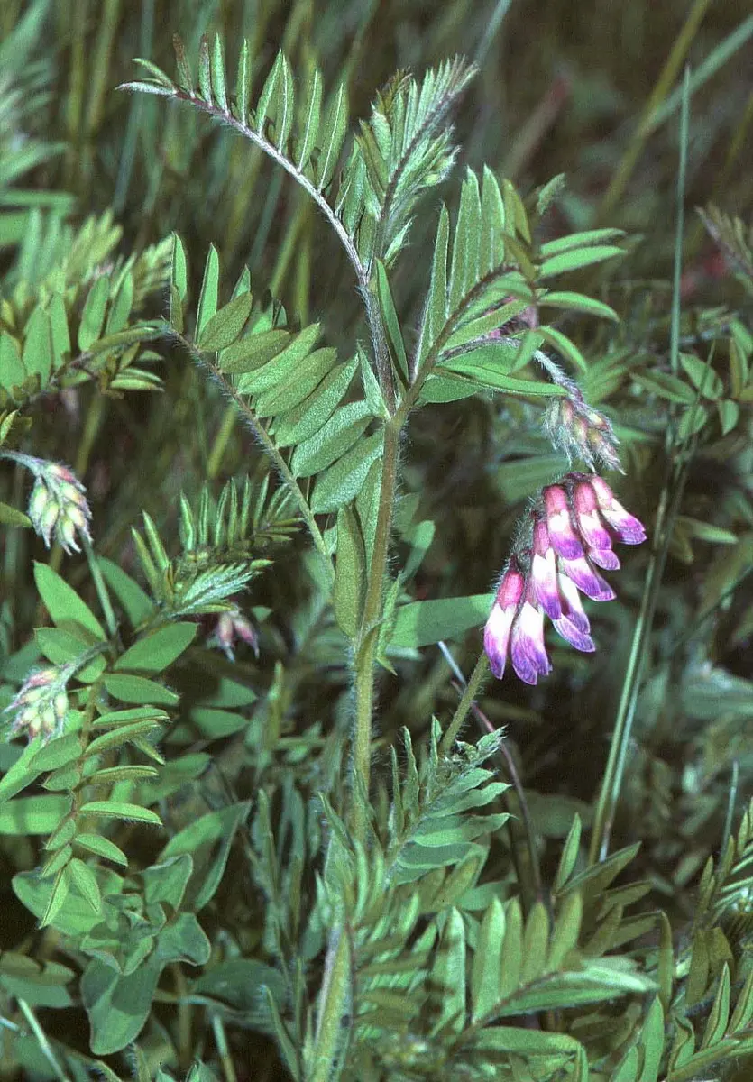 Vesce - Vicia