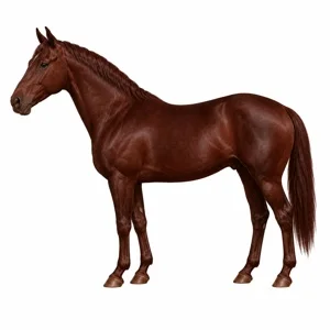 Cheval de robe Alezan brûlé