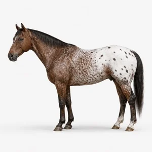 Cheval de robe Appaloosa