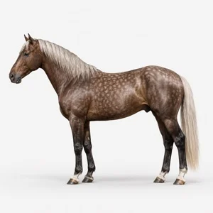 Cheval de robe Gris pommelé