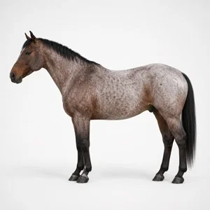 Cheval de robe Rouan bleu