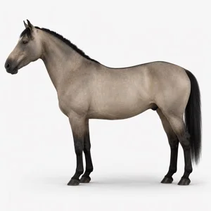 Cheval de robe Souris